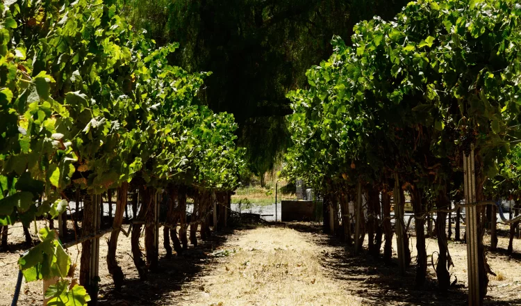 vineyard garden viewed from a low angle on a sunny day