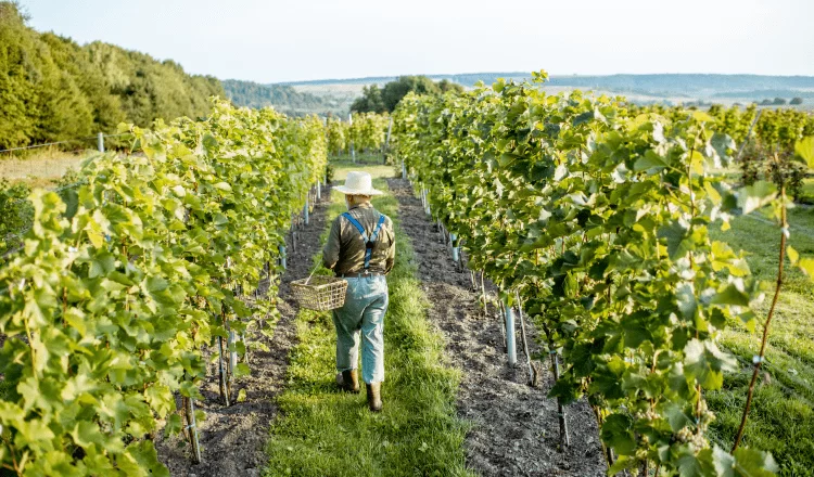 farmer walking among vineyards