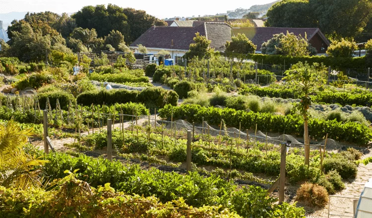 vineyard garden viewed on a sunny afternoon