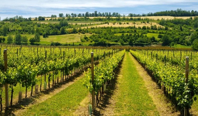 vineyard garden viewed from a wide angle