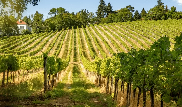 vineyards viewed from a wide angle