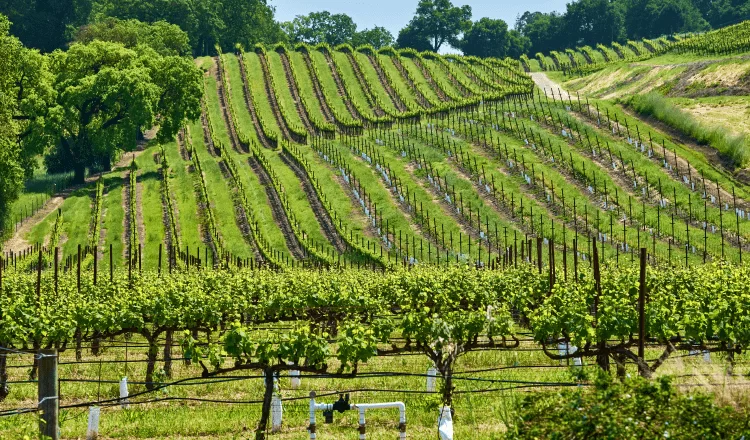 A vineyard garden viewed on a sunny day